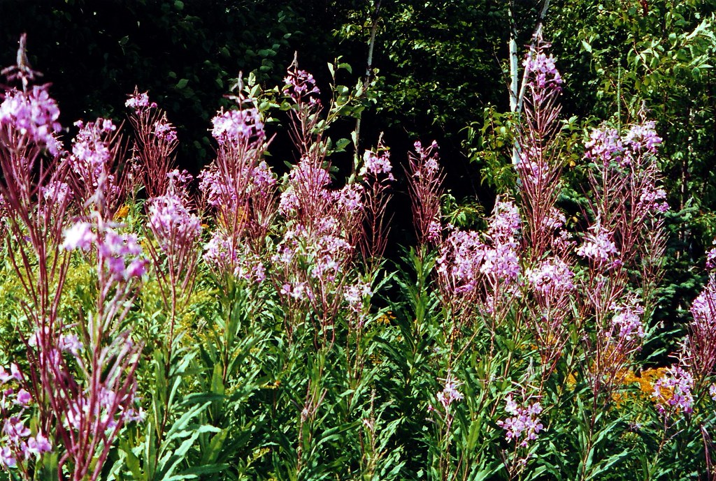 Purple Roadside Flowers Foley, Alabama kellybell Flickr