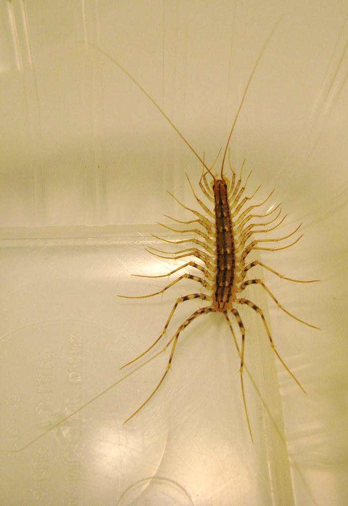 House centipede A common house centipede. Completely harml… Flickr