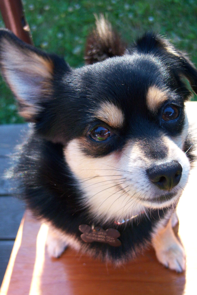 Jasper! Jasper is a 2 year old Chihuahua/Shiba Inu mix I r… Flickr