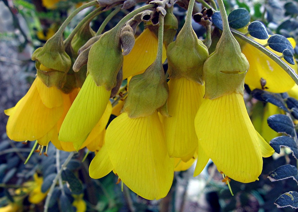 NZ Kowhai Flowers Native of NZ. "Sophora Microphylla" Grow… Flickr