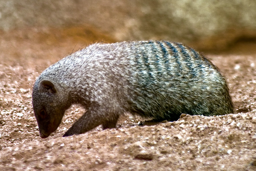 Mangosta enana Bioparc Valencia La mangosta enana es el … Flickr