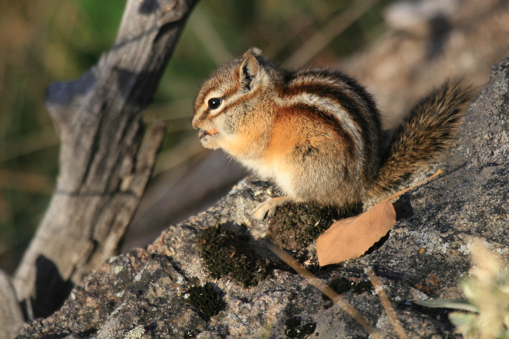 Colorado Chipmunk Colorado Chipmunk Patrick Connolly Flickr