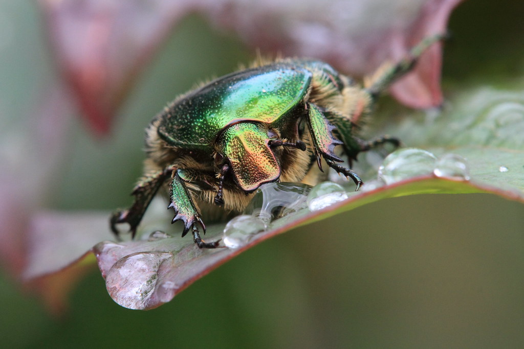 Green Fruit Beetle Beautiful! Thirsty Green fruit beetle… Flickr