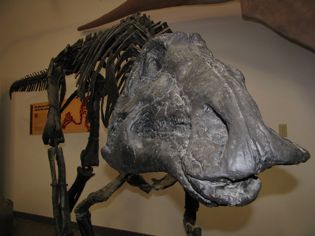 01 Rudyard Museum 03 Maiasaura Skeleton The cast of a M… Flickr