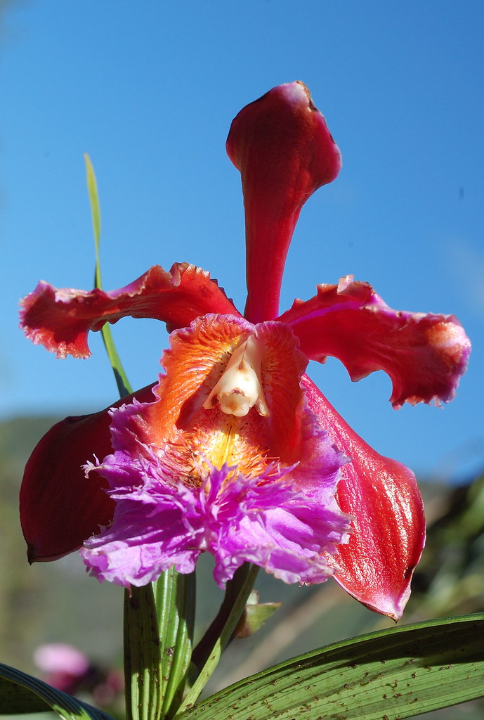 Machu Picchu flower Bamboo orchid Manoel Moraes Jr. Flickr