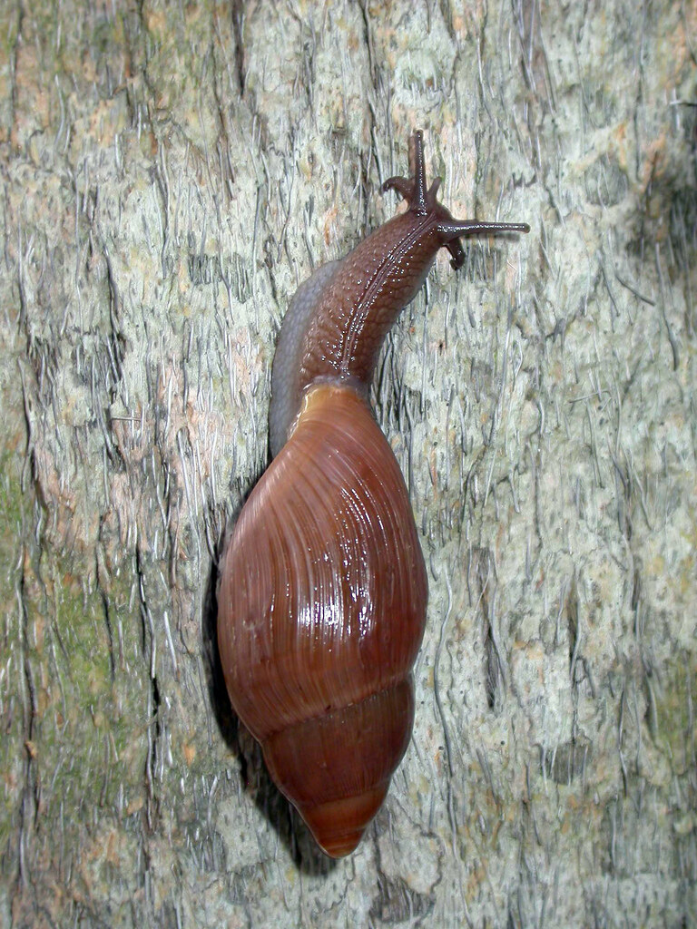 Euglandina rosea, Gulf Hammock, Florida A voracious snail … Flickr