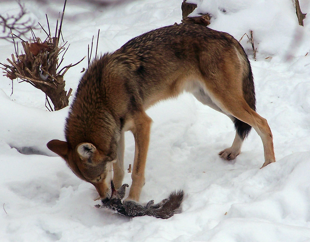 Red wolf 2 Eating lunch. NOM NOM NOM. Red wolves are from … Flickr