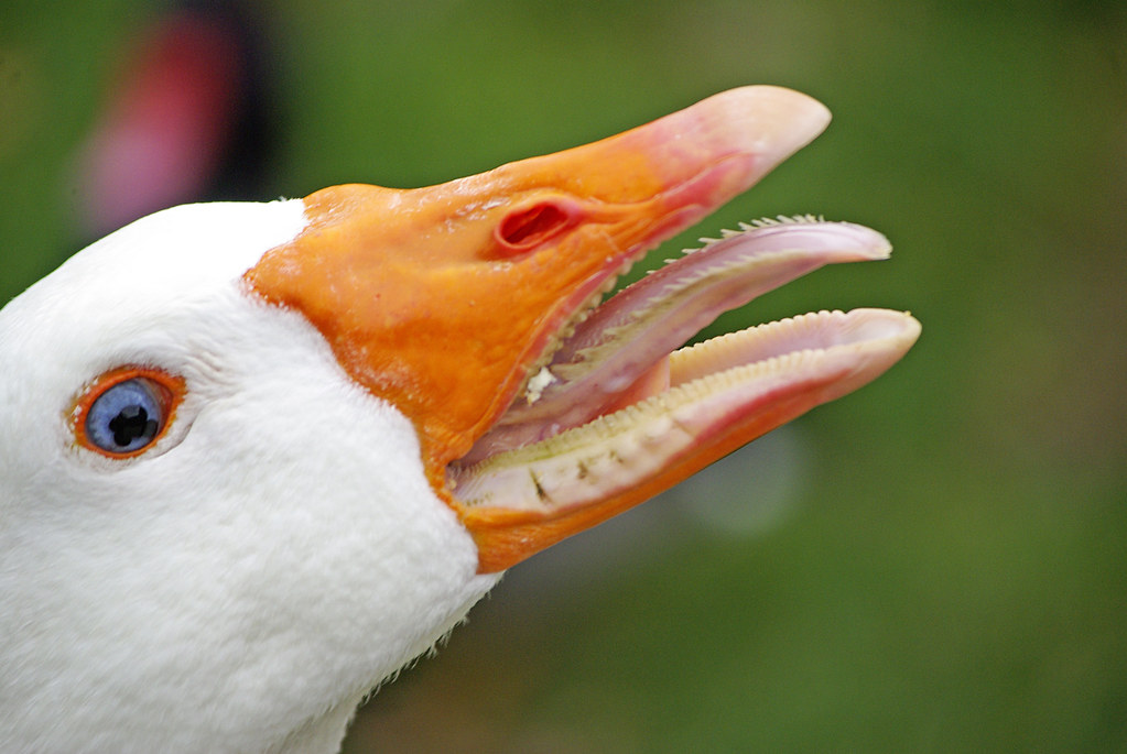 Look at that tongue! I never had a clue that geese had ser… Flickr
