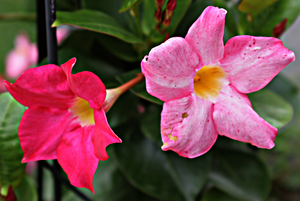 Barbers' Garden 2008 Mandevilla From my set entitled