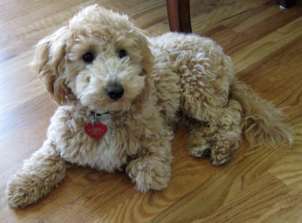 Charlie My Poochon Puppy