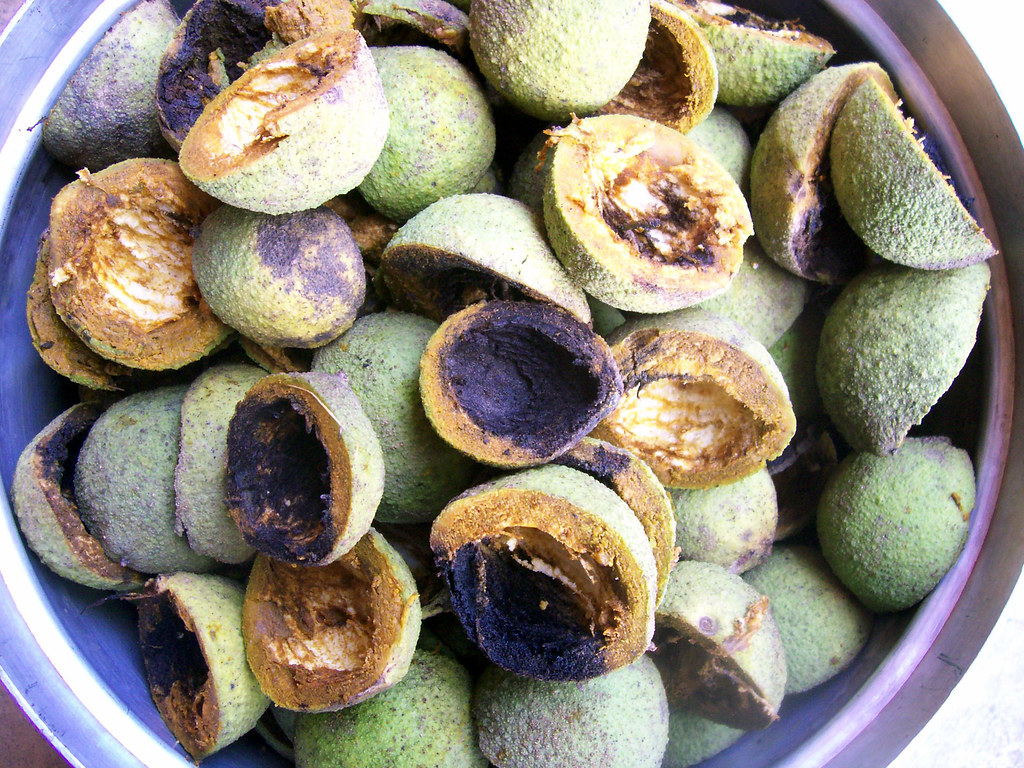 Black Walnut Hulls I use the hulls of black walnuts for dy… Flickr
