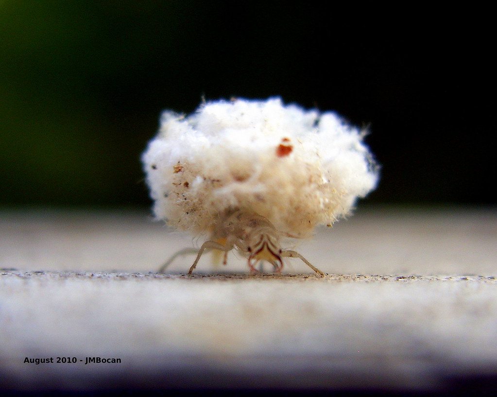 Debris Carrier "cotton bug" A "debriscarrying" lacewing l… Flickr