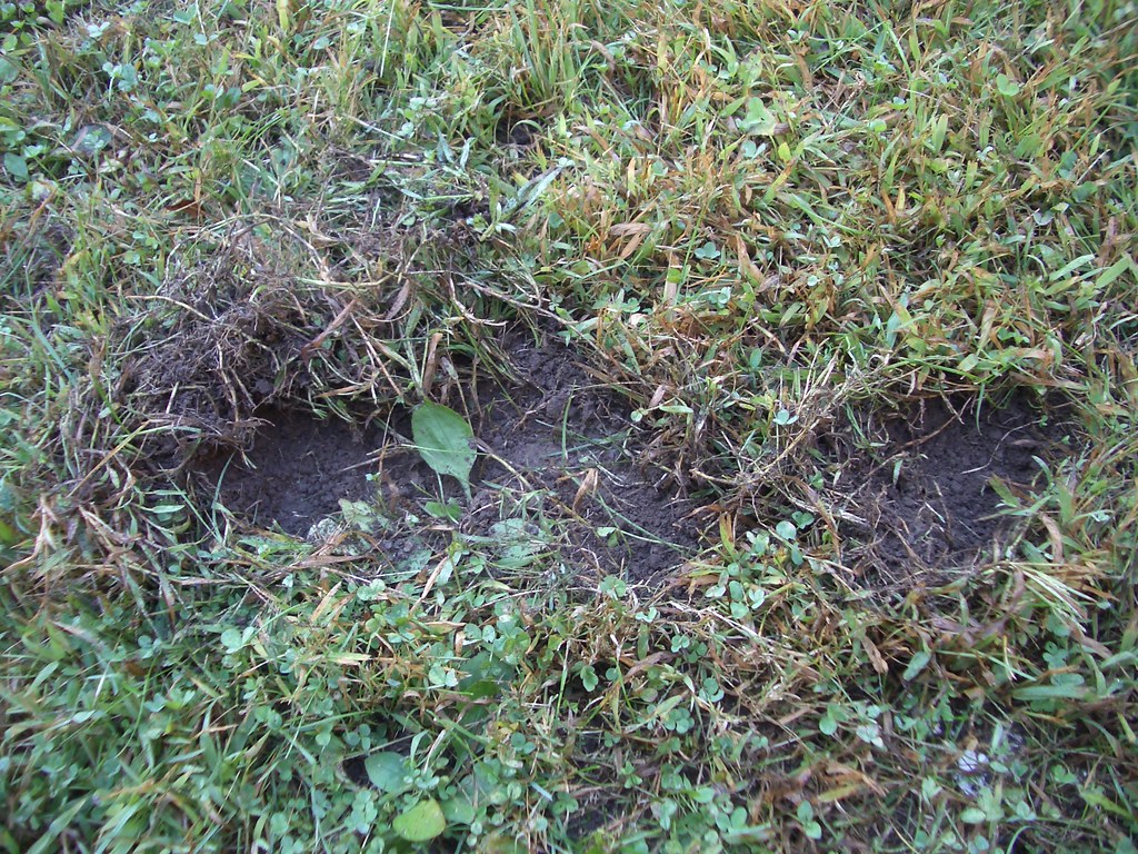 Raccoons Dig for Grubs aethyric Flickr