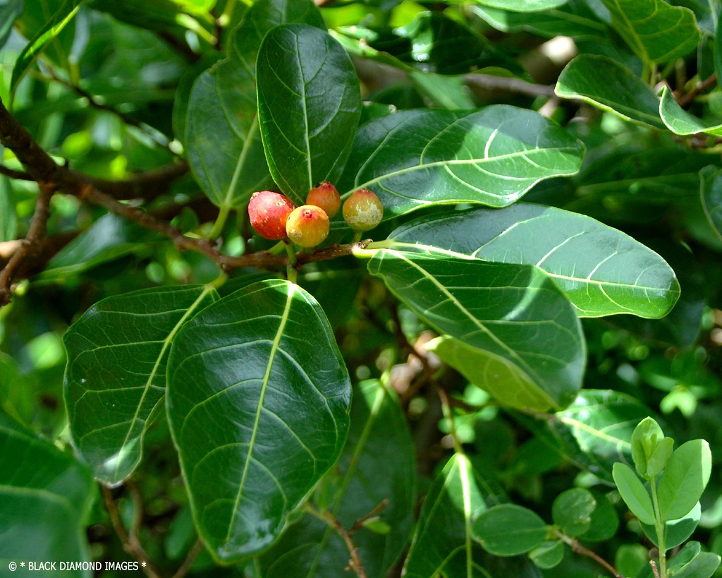 Ficus fraseri Sandpaper Fig © All Rights Reserved Blac… Flickr