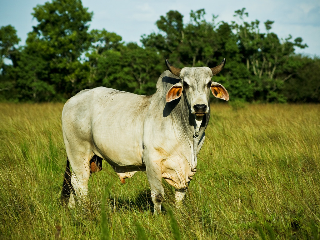 Brahma Bull jciv Flickr