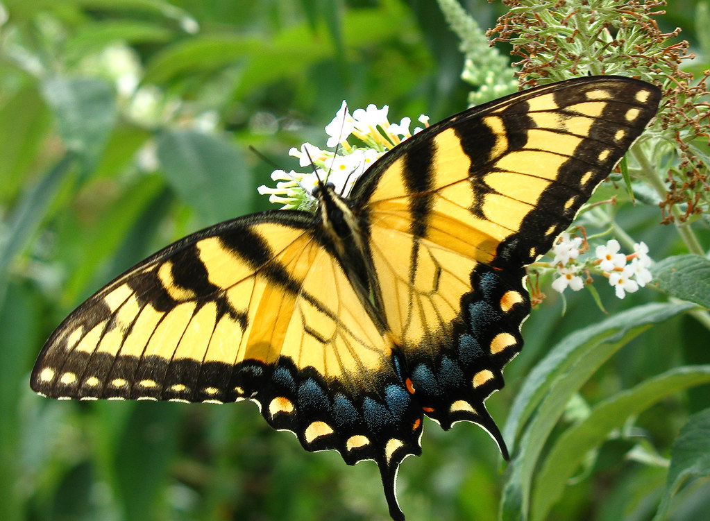Eastern Tiger Swallow Tail Butterfly. New Jersey Someone a… Flickr