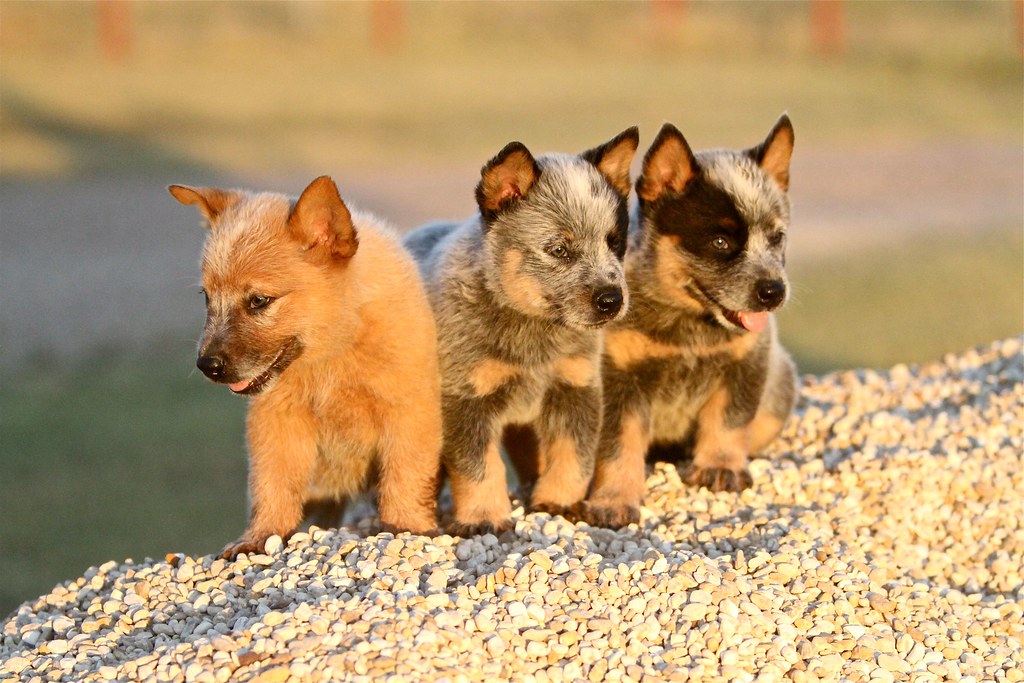 6 week old Australian Cattle Dog puppies My friend's 6 wee… Flickr