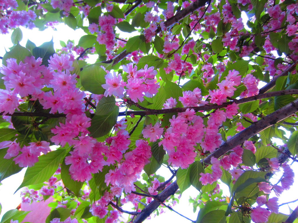 Kwanzan Japanese Pink Flowering Cherry Blossom Tree on Wes… Flickr