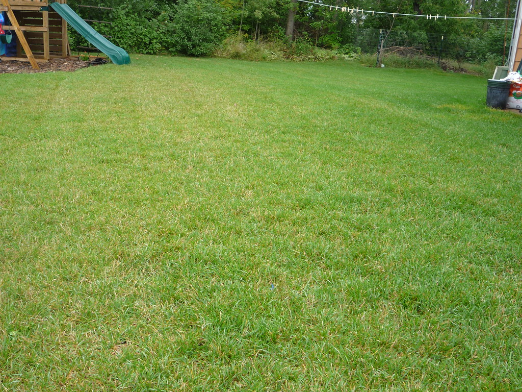 Kentucky Bluegrass Lawn from Sod Gardens, Lawns, and