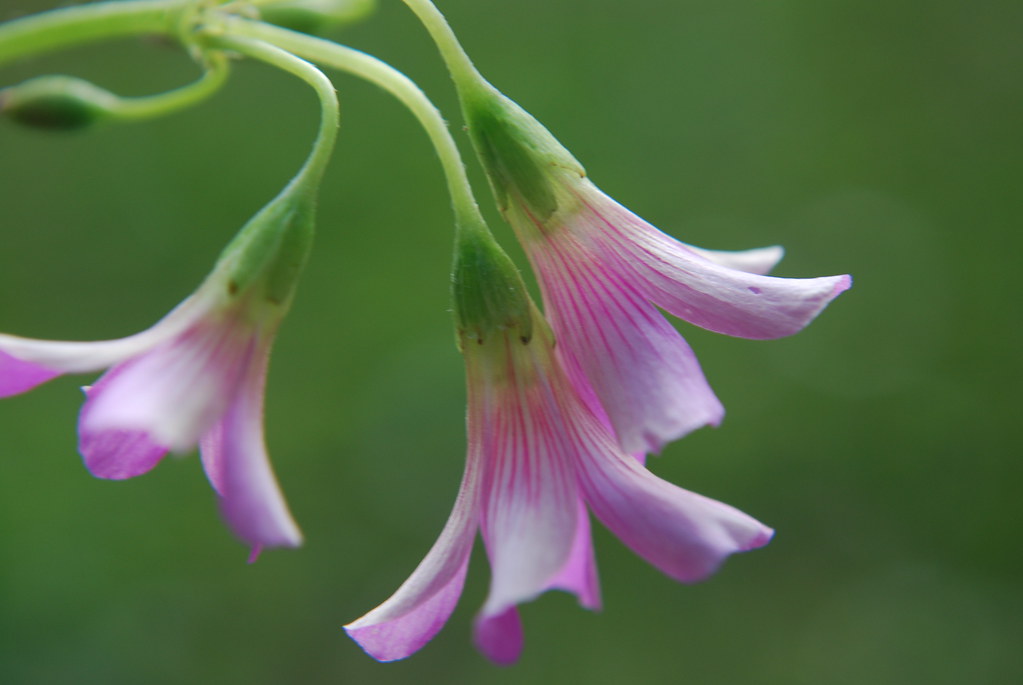 droopy purple flowers Jenae Burkart Flickr