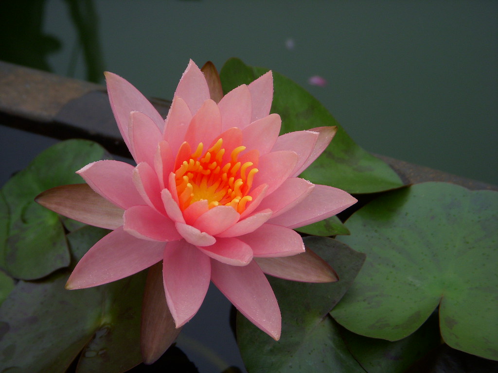 Pink Lotus (DSCN1239) This photo is taken at Taipei Botani… Flickr