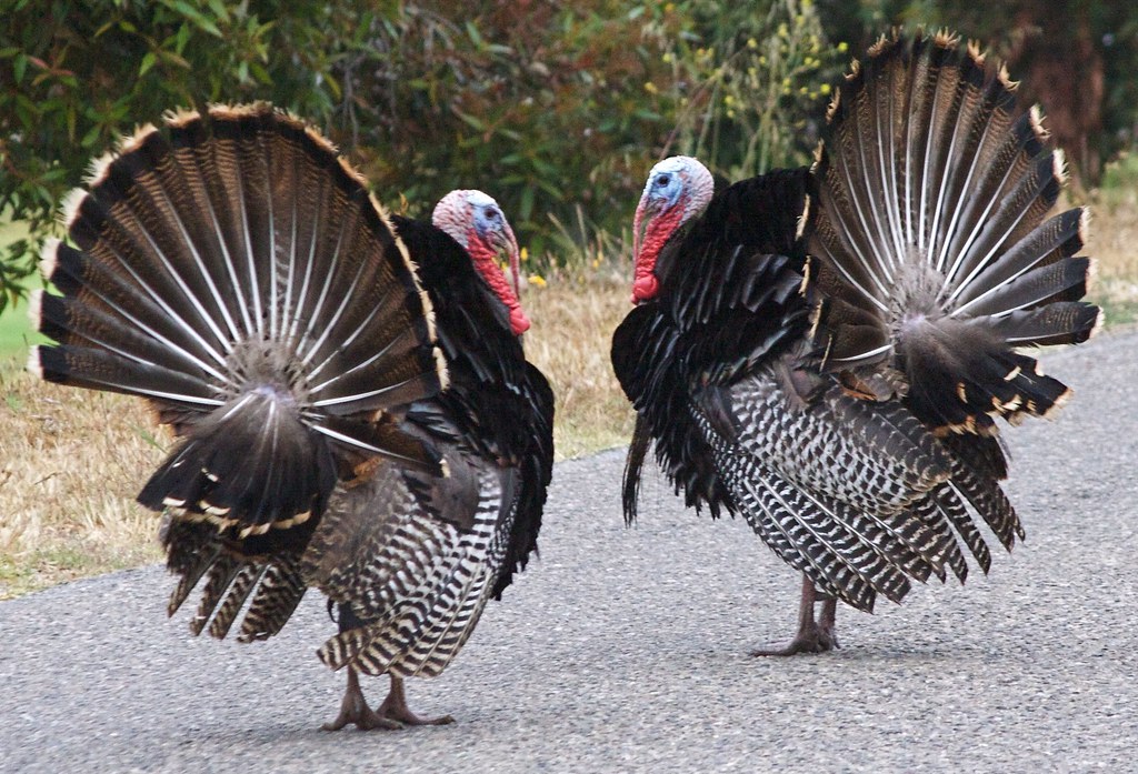 Wild Turkeys Male courting pose f/9 Teddy Llovet Flickr