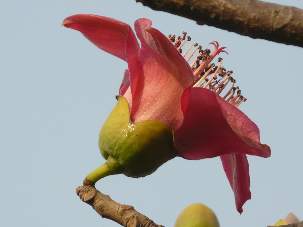 Red SilkCotton tree Bombacaceae (baobab family) » Bombax … Flickr