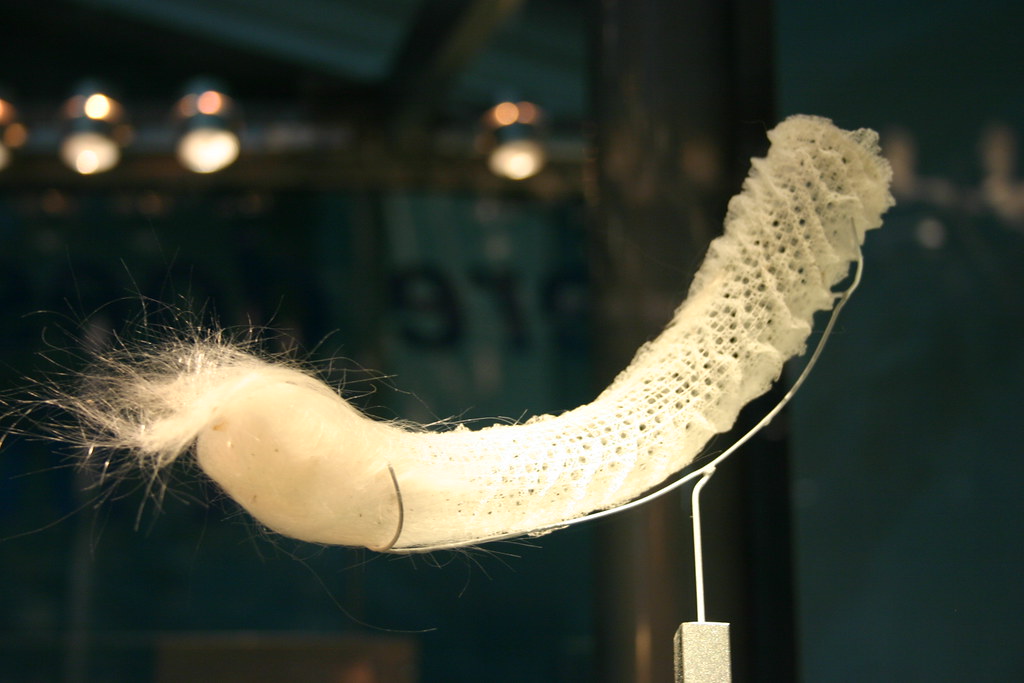 Venus' Flowerbasket Sponge Euplectella speciosa Visit my … Flickr