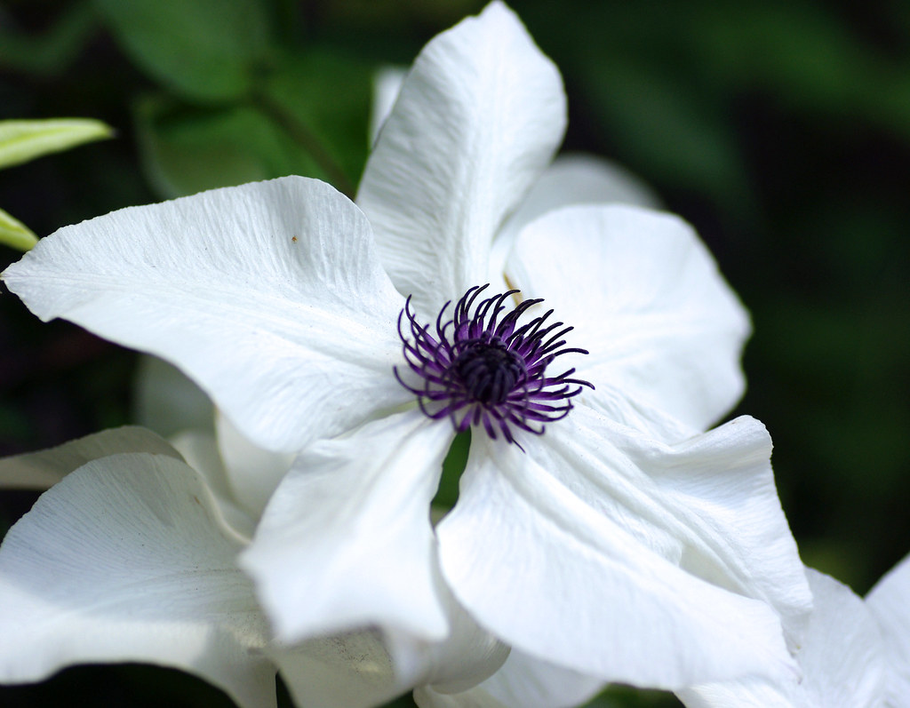 White Clematis with Purple Center View On Black taken at H… Flickr