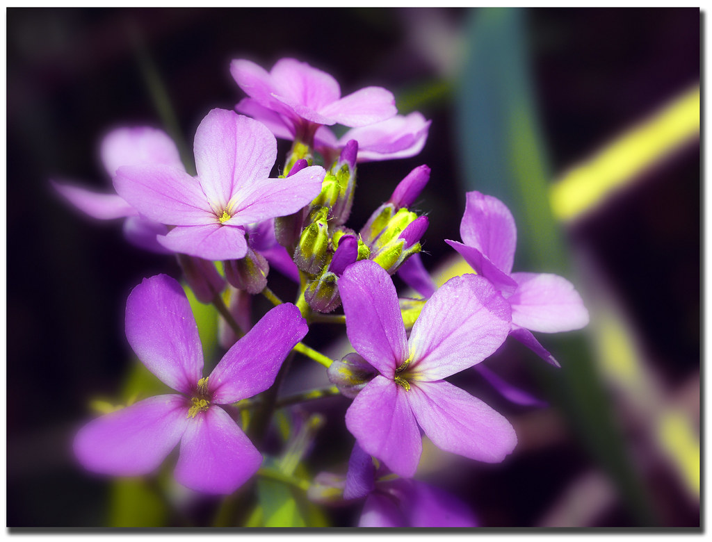 Summer Wild Flowers Brent Houston Flickr