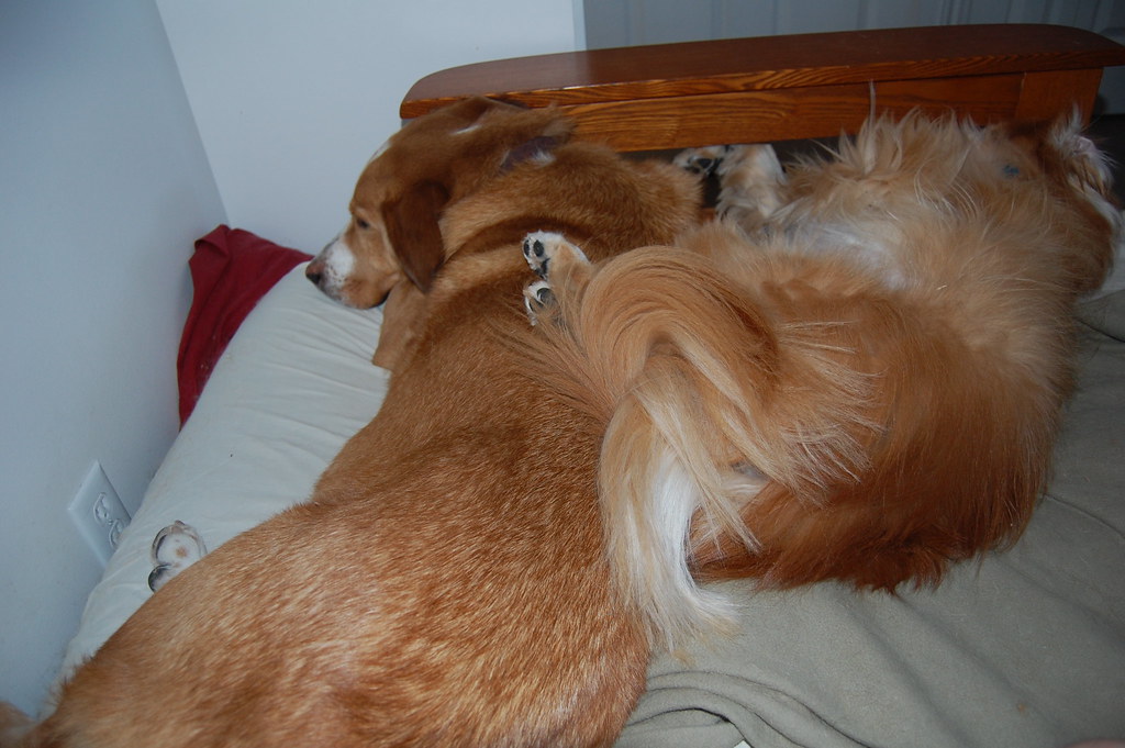 Pile of Dogs Sleepy afternoon Steven Harris Flickr