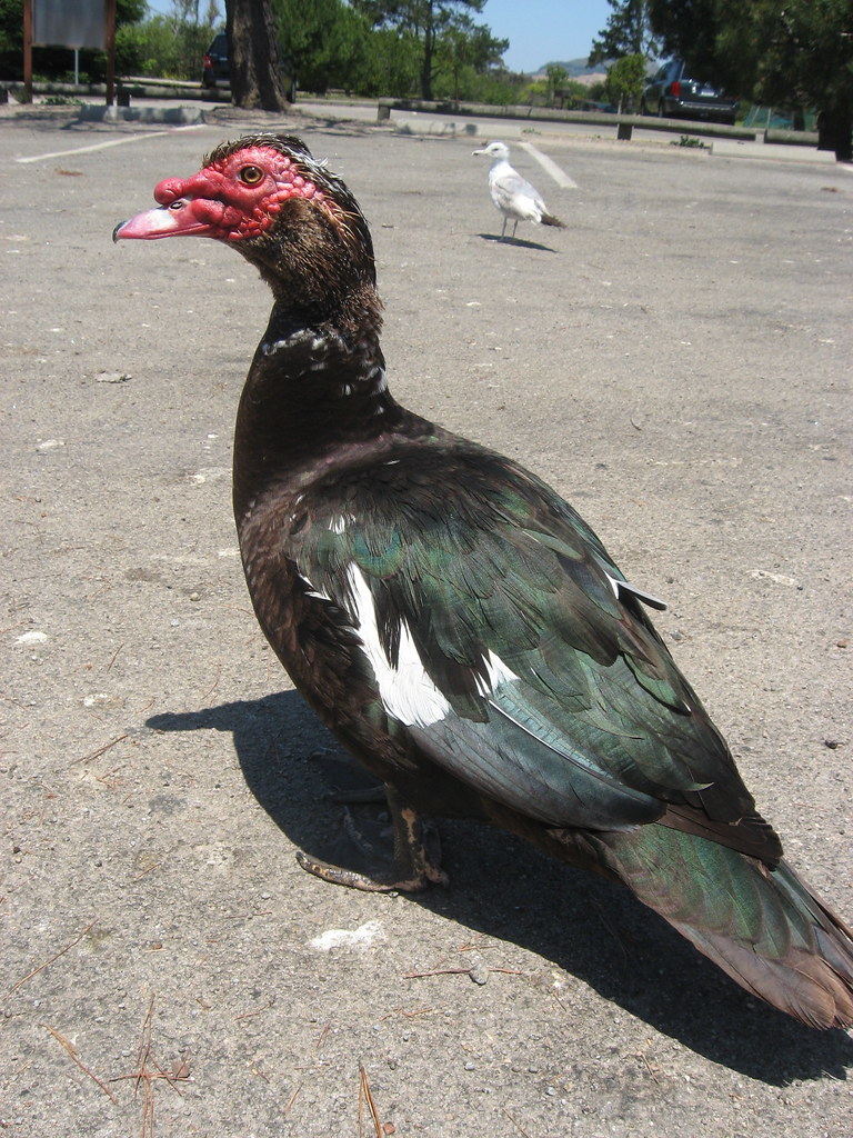 red headed goose F. Z. Harper Flickr