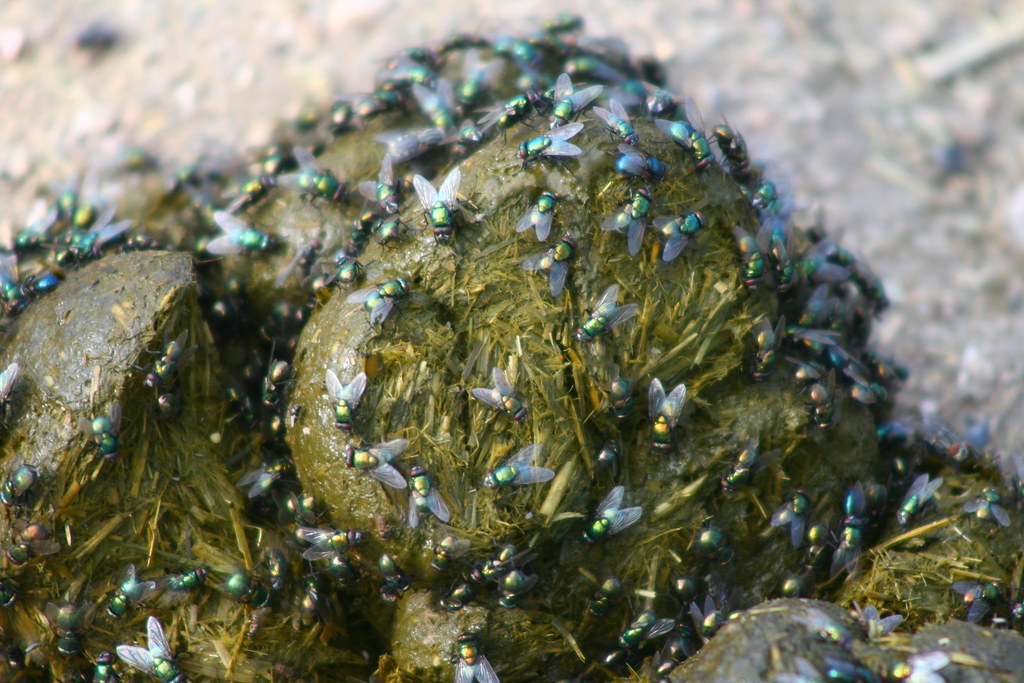 Horse poop...!? Or a flies one...?^^ Thomaswal Flickr