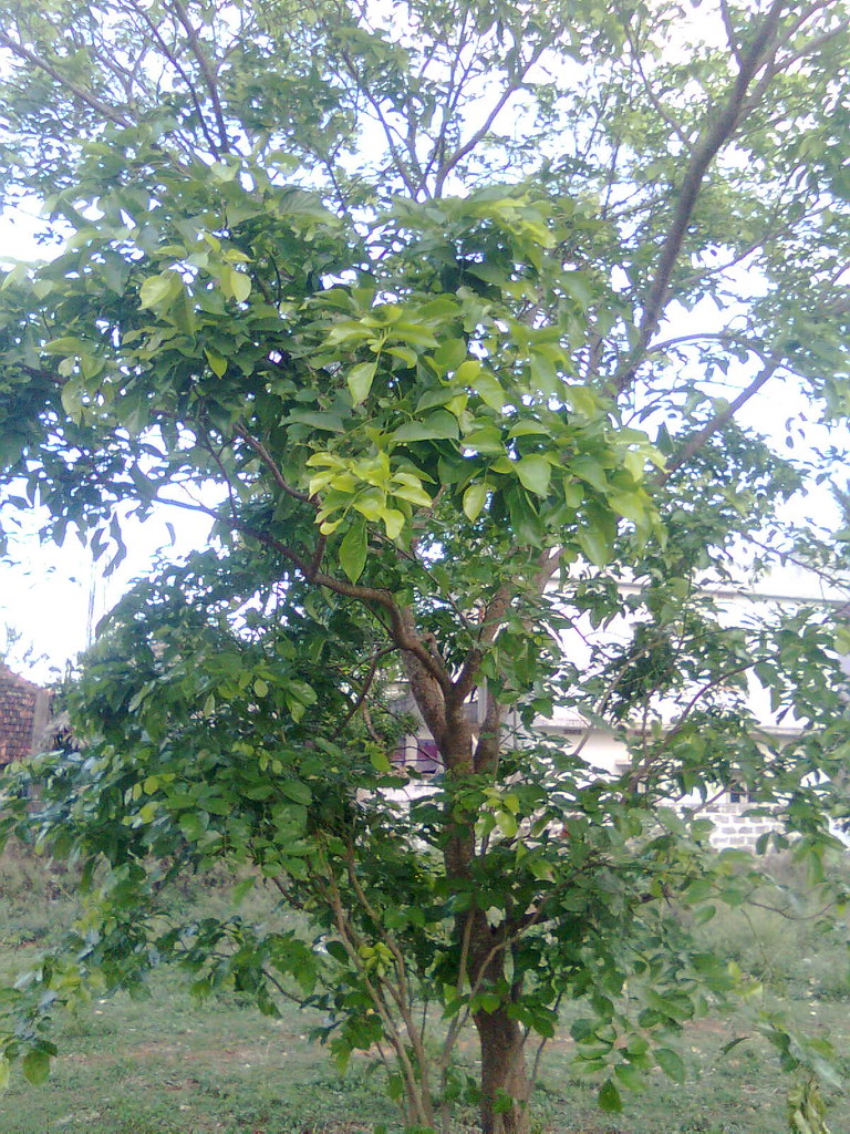 Ganuga Chettu Kanuga Tree Flickr