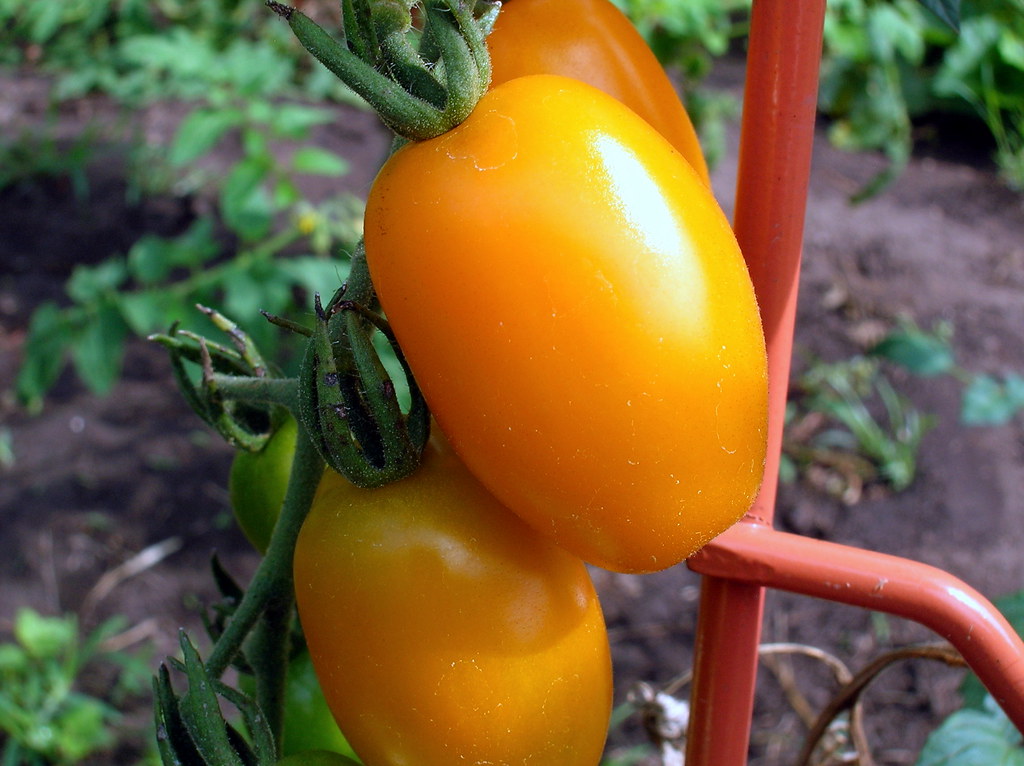 Yellow Jelly Bean tomato Yellow Jelly Bean tomato. They ar… Flickr