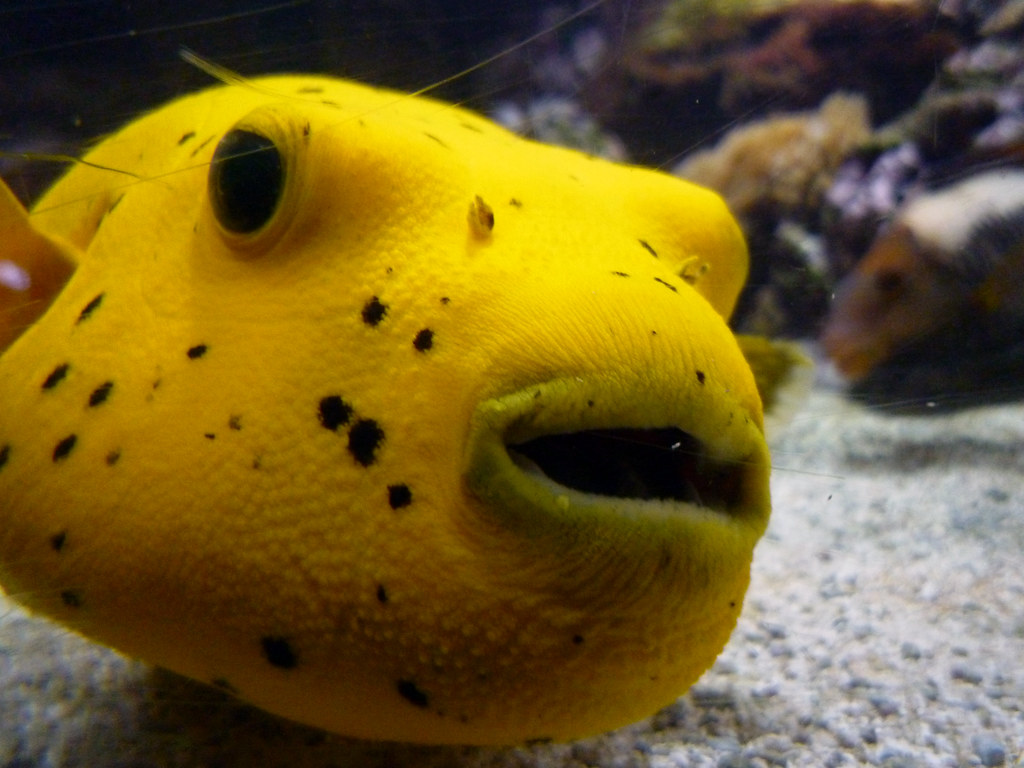 Yellow puffer fish A pretty yet odd looking specimen. Will Richards