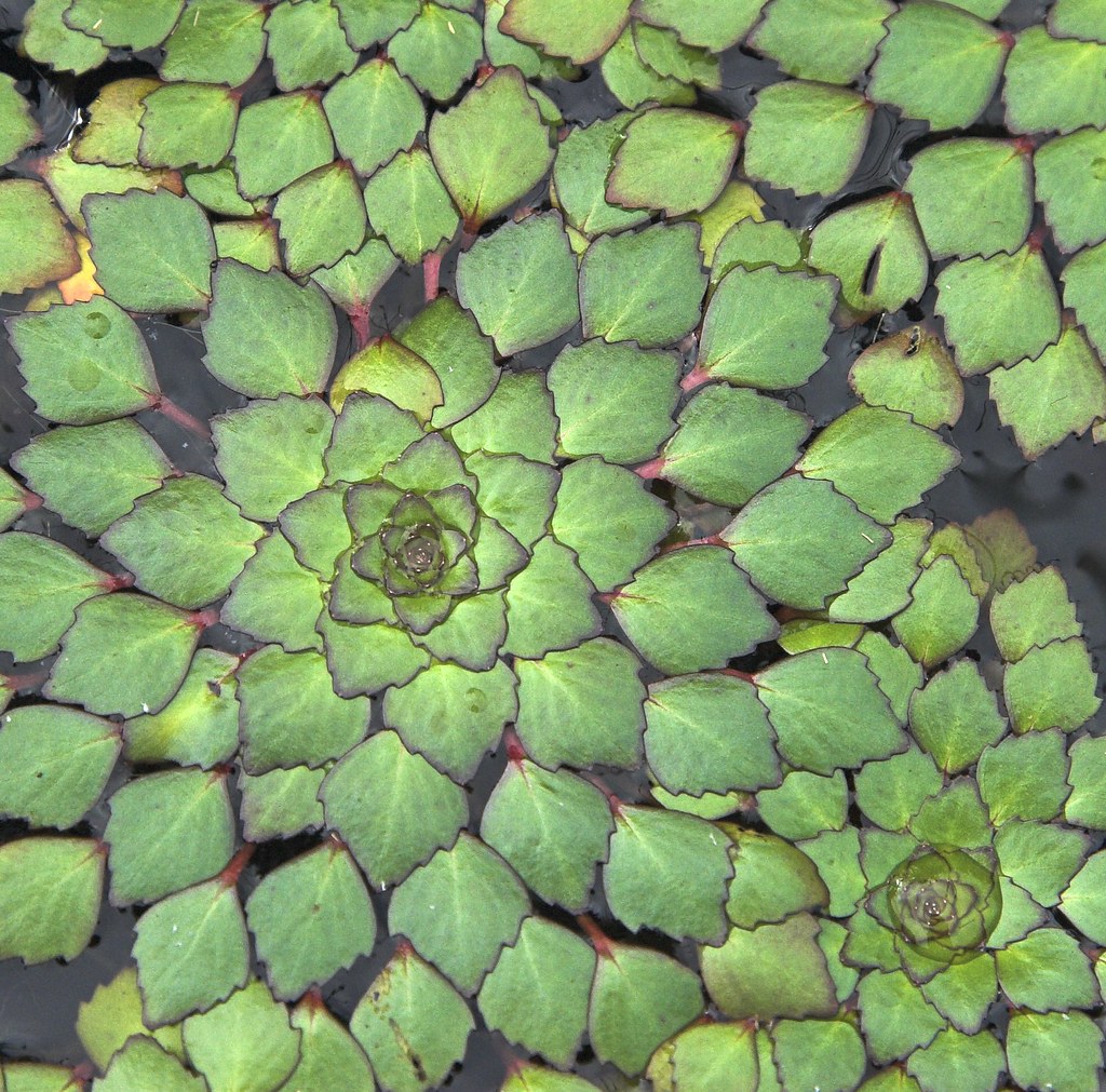 Ludwigia sedioides Mosaic water plant. Chad Podoski Flickr