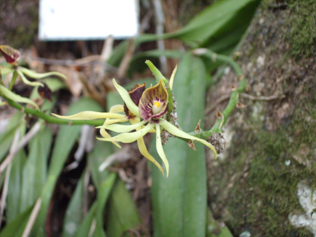 Black Orchid National Flower of Belize Kate Flickr