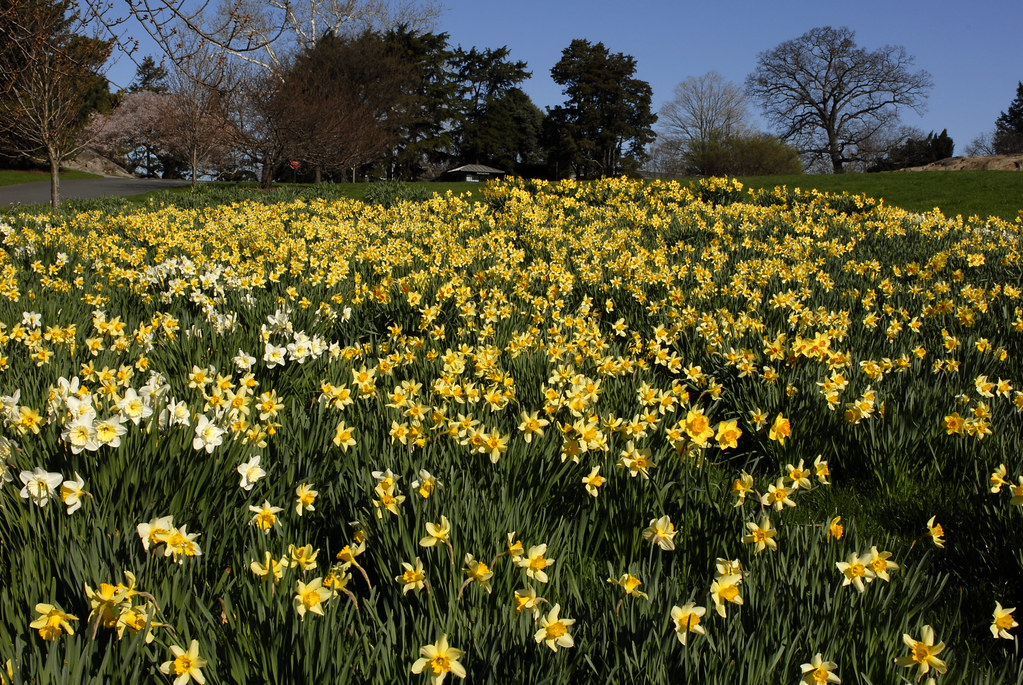Daffodil Hill Photo by Ivo M. Vermeulen The New York Botanical