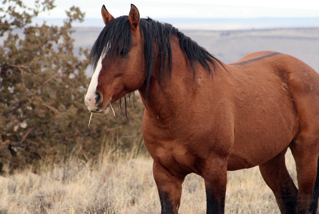 Feral Horse, South Steens HMA, Steens Mountain, Oregon IMG… Flickr