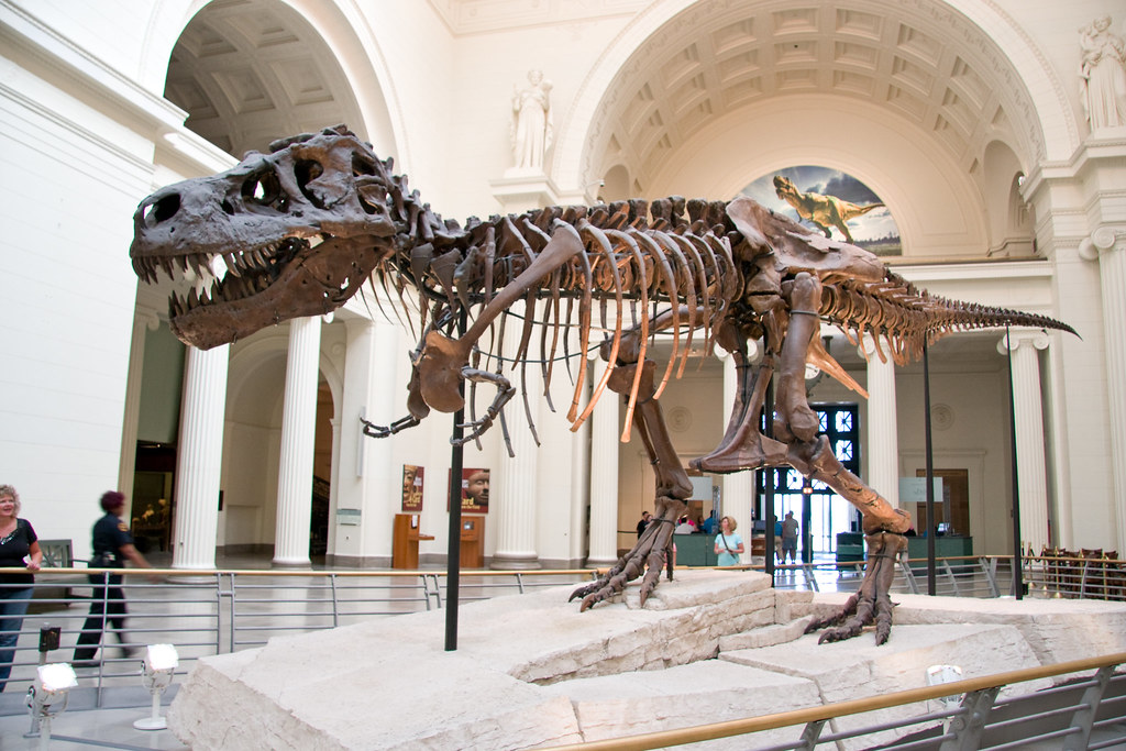 Using a 3d virtual model scanned straight from sue’s fossilized bones, they’ll point out key features that. Sue The Field Museum of Natural History, Chicago, IL Jason Cross