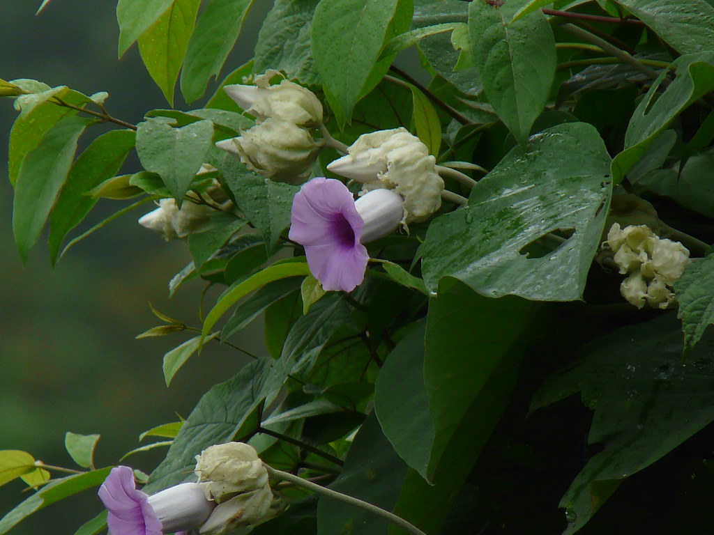 Argyreia nervosa Convolvulaceae (convolvulus, bindweed, or… Flickr