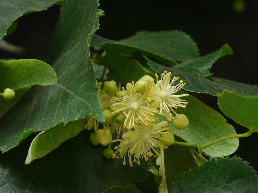 Tilia cordata Tiliaceae (linden, or phalsa family) » Tilia… Flickr