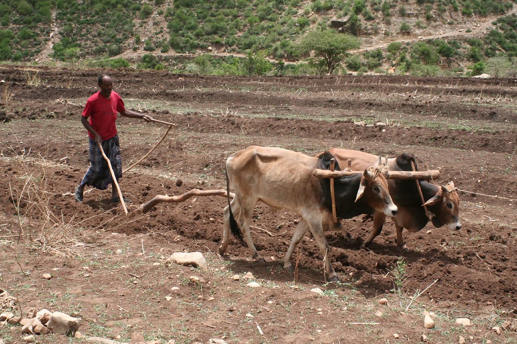 Ethiopia traditional ploughing (soil preparation) Flickr