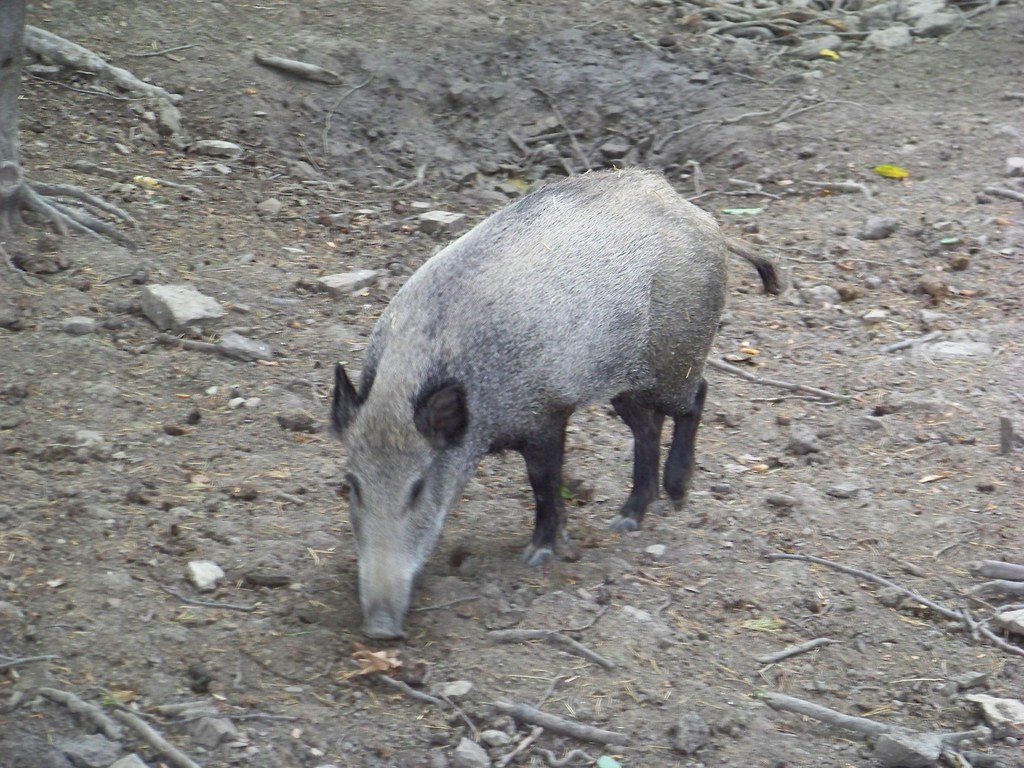 jeune femelle sanglier (laie) ERIC Flickr