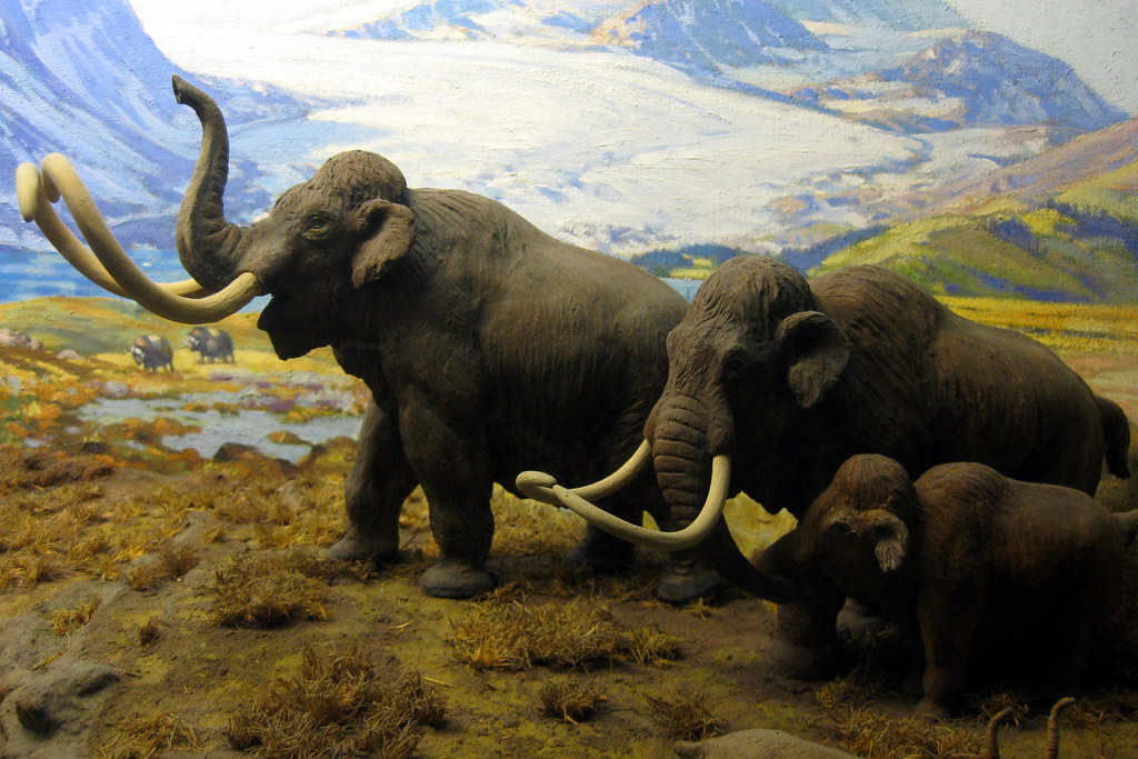 NYC AMNH Hall of North American Mammals Extinct North… Flickr