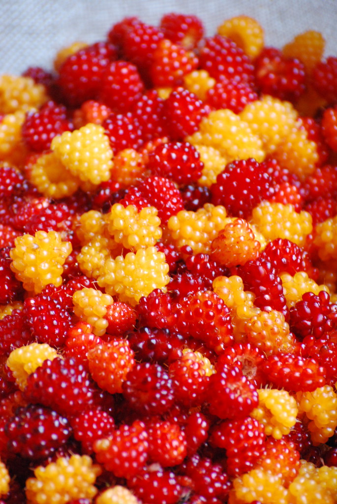 Salmon Berries Just picked salmon berries before freezing.… Amy O