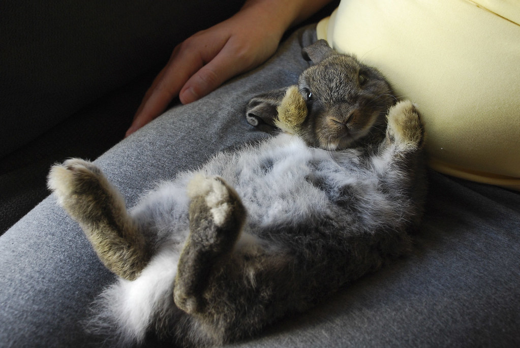 Pet my tummy please On of our new rabbits in 'trance' as s… Flickr