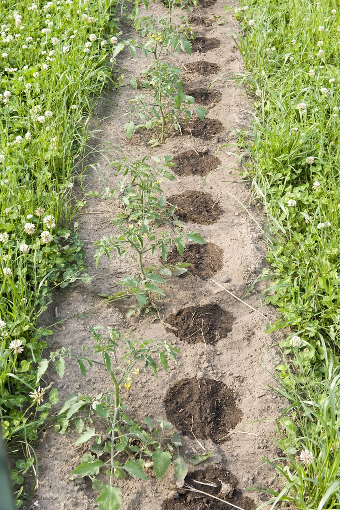 Drip irrigation The drip line is buried right next to thes… Flickr