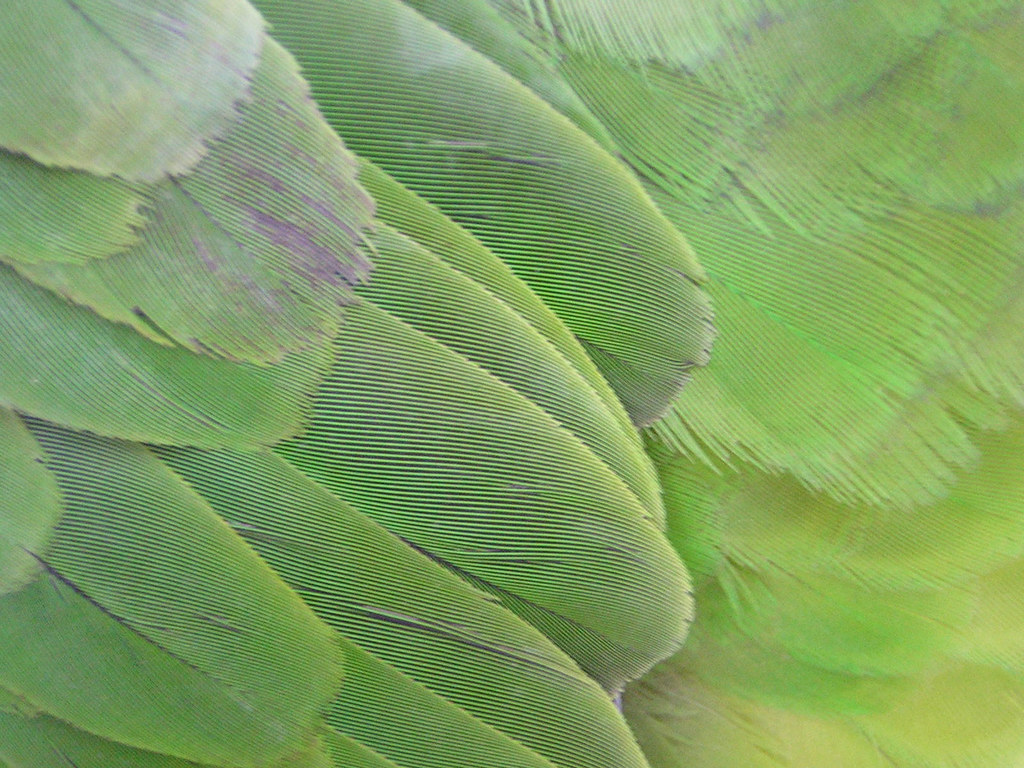 Amazon parrot wing (feather texture 2) Wing feather detai… Flickr